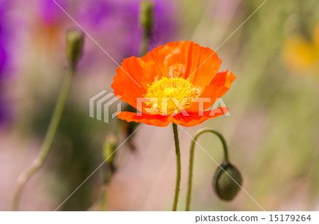 Poppy 15179264