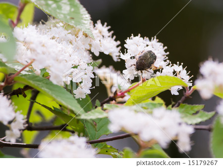 White flowers and hanamuguri 15179267