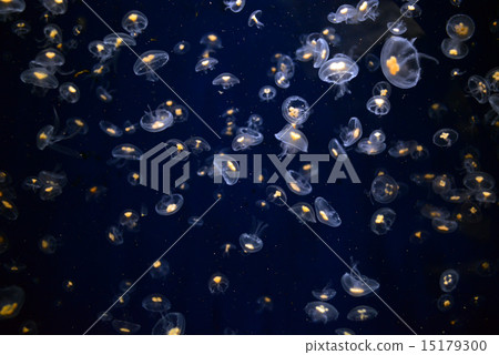 籠子 籠子 15179300