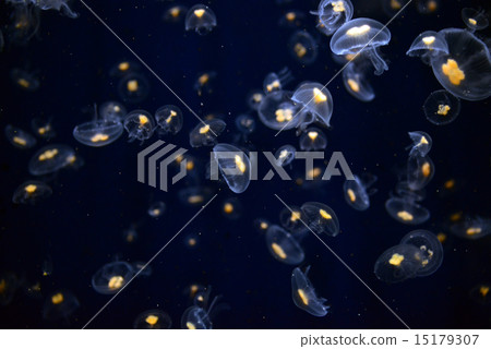 jellyfish  15179307