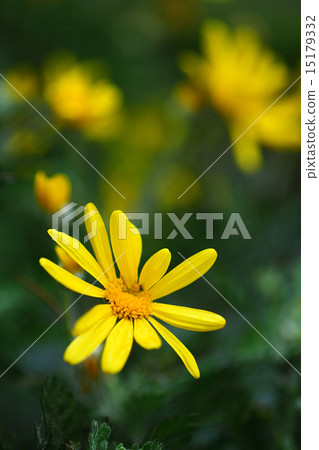 朱利葉斯雛菊花 15179332