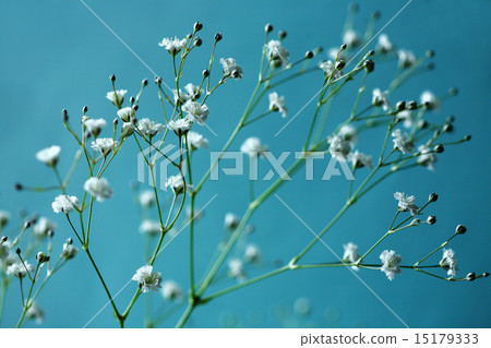 小休閒花卉 15179333