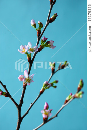 Sakura Keisuke Sakura的盛開 15179336