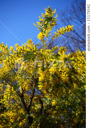 Mimosa acacia flowers 15179342