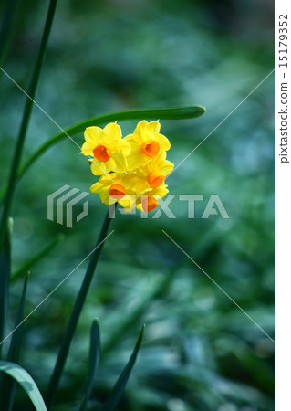 Huangshui Flowers Huangshui Flowers 15179352