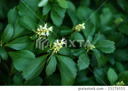 Flower blossoms Flower blossoms 15179353