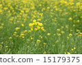 強姦開花 15179375