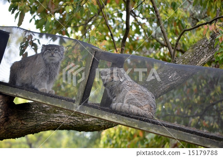 Manulneko pairing in progress 15179788