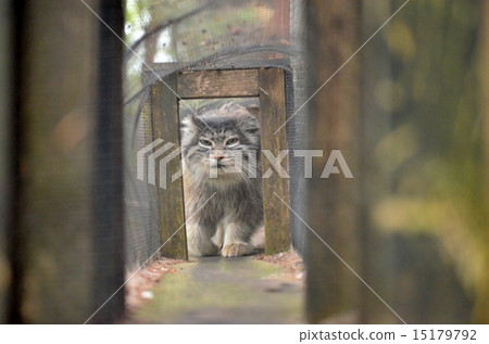 Manulneko Mess 15179792