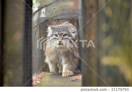 Manulneko Mess 15179793