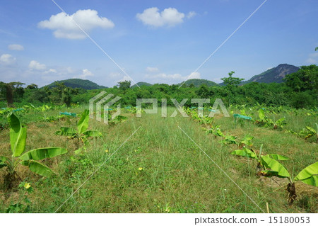 A banana field in countryside of Thailand 15180053