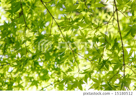 Fresh green maple 15180512