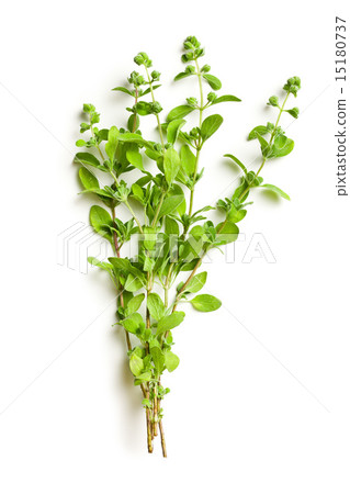 sprig of marjoram sprig of marjoram 15180737