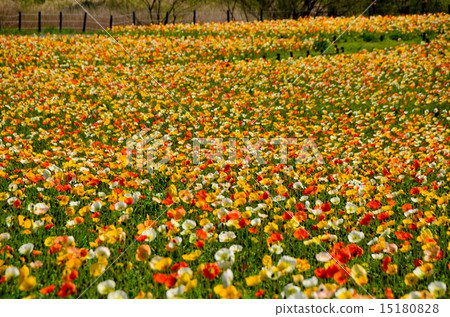 Poppy field Poppy field 15180828