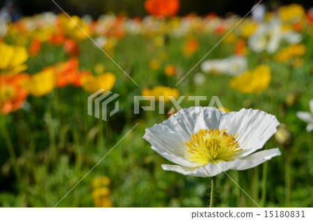 white poppies 15180831