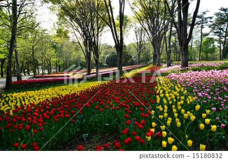 Tulip field 15180832