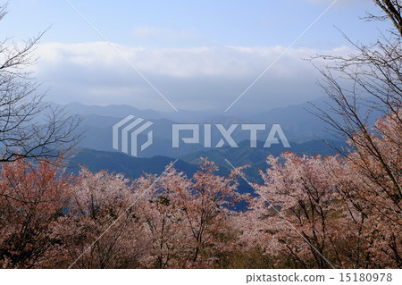 從屏幕和篩選櫻花的風景 15180978