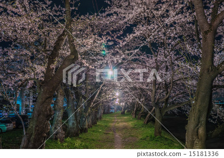 Hinoki Uchikawa Light Up 15181336