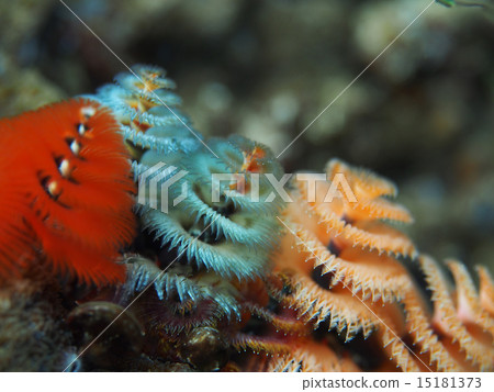 大旋鰓蟲 大旋鰓蟲 15181373