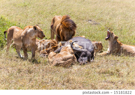 Lions Feeding 15181822