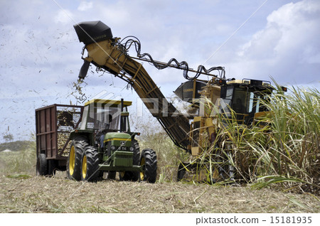 sugar cane harvesting sugar cane harvesting 15181935