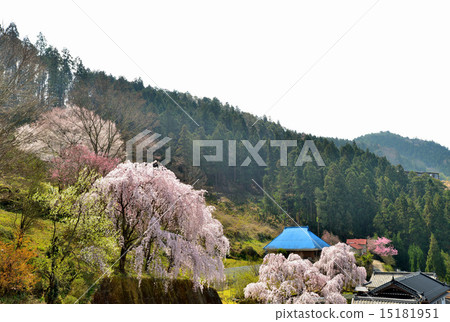 櫻花山ri（德島基拉）1 15181951