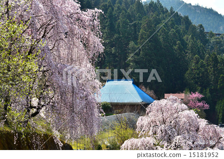 櫻花山ri（德島基拉）2 15181952