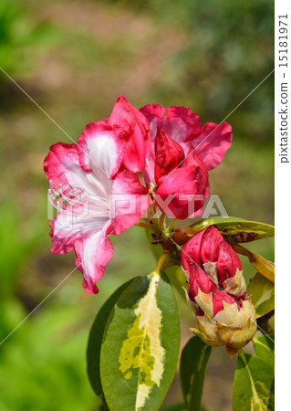 西塞克加 西塞克加 15181971