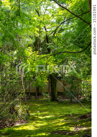 Fresh green of lotus temple 15181991