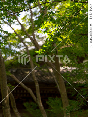 蓮花寺廟新綠色 蓮花寺廟新綠色 15181992