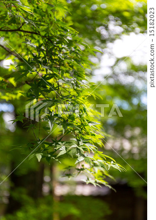 蓮花寺廟新綠色 15182023