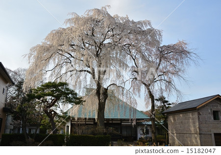 春天慈悲寺 15182047