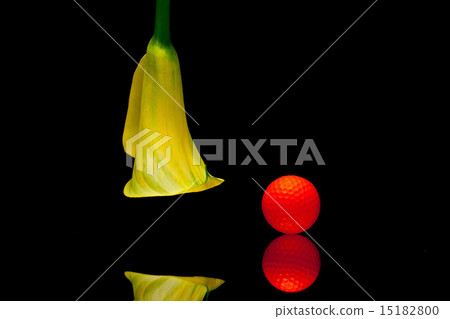 Yellow calla lily and golf ball Yellow calla lily and golf ball 15182800