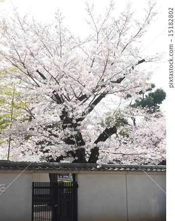 Cherry blossoms crossing the Southern Wall of Sengakuji Temple of Minato-ku, Tokyo 15182802