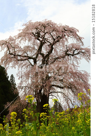 福田寺的線程Zakura - 戰場的垂枝櫻花父母 福田寺的線程Zakura - 戰場的垂枝櫻花父母 15182818
