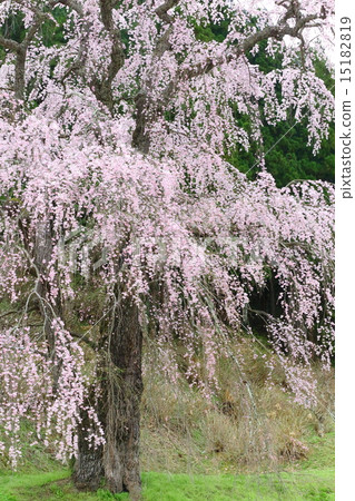 福田寺的線程Zakura - 戰場的垂枝櫻花父母 福田寺的線程Zakura - 戰場的垂枝櫻花父母 15182819