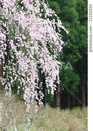 福田寺的線程Zakura - 戰場的垂枝櫻花父母 福田寺的線程Zakura - 戰場的垂枝櫻花父母 15182820