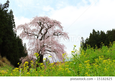 福田寺的線程Zakura - 戰場的垂枝櫻花父母 福田寺的線程Zakura - 戰場的垂枝櫻花父母 15182825