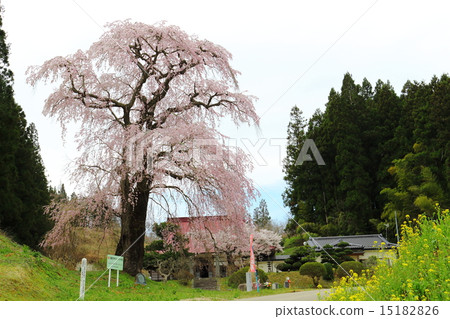 福田寺的線程Zakura  - 戰場的垂枝櫻花父母 15182826