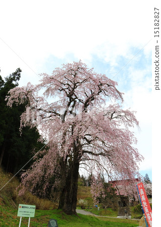 福田寺的線程Zakura - 戰場的垂枝櫻花父母 福田寺的線程Zakura - 戰場的垂枝櫻花父母 15182827