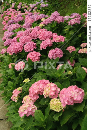 繡球花（2） 15182882