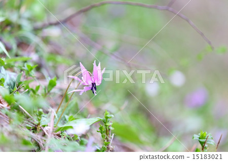 Katakuri Flower ~ Katakuri Group Fabric 15183021