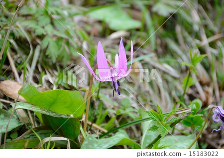 Katakuri花~Katakuri集團面料 15183022