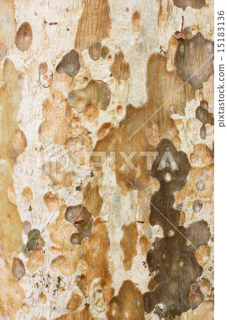 bark texture background eucalyptus tree 15183136