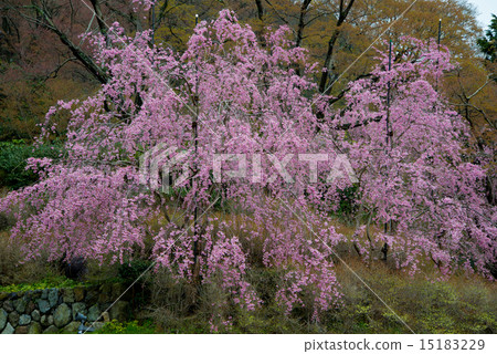 Cherry Blossoms	 15183229