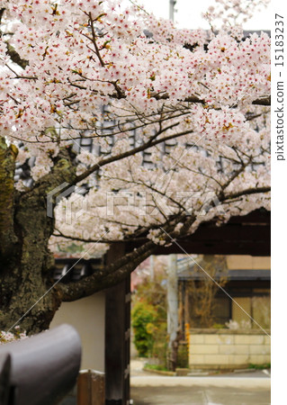 Fukujuji in spring Fukujuji in spring 15183237