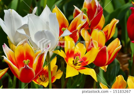 Tulips in full bloom 15183267
