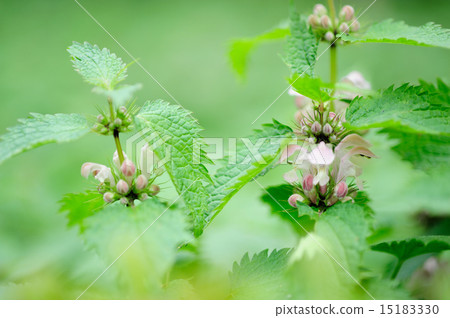 Himeodoricosoum 15183330