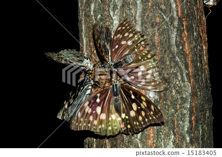 Omurasaki gathered in sap 15183405