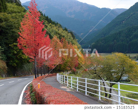 Autumn leaves Autumn leaves 15183525